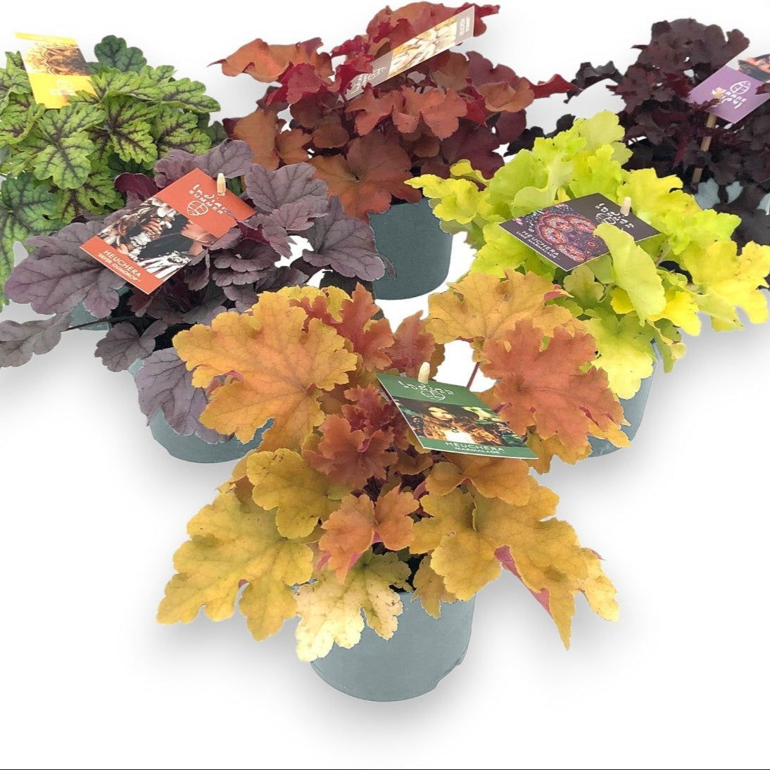Heuchera Indian Summer Mix
