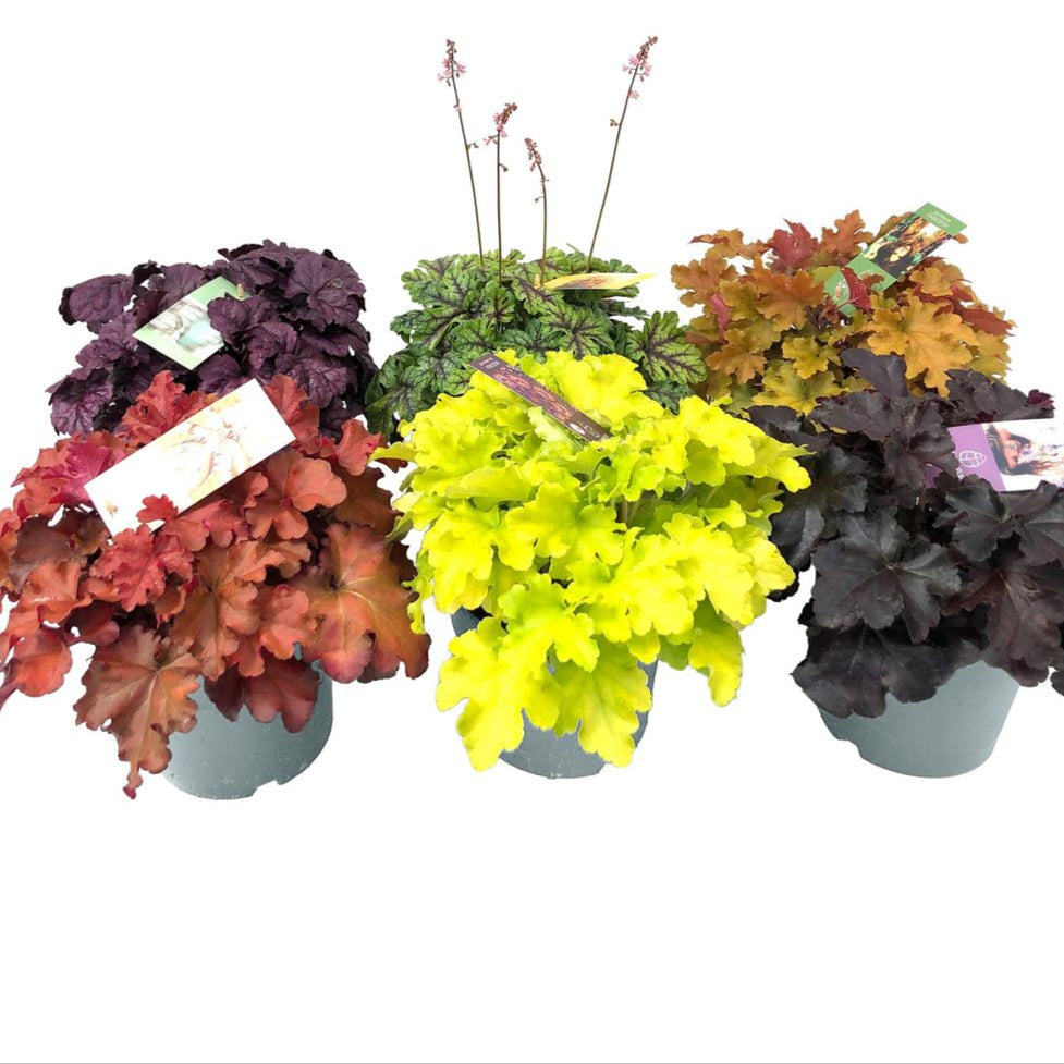 Heuchera Indian Summer Mix