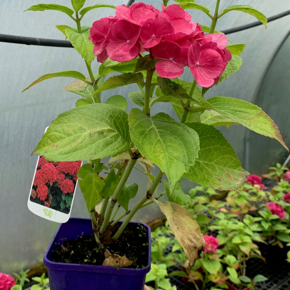Hortensia Red Baron - Hydrangea Macr. Red Baron