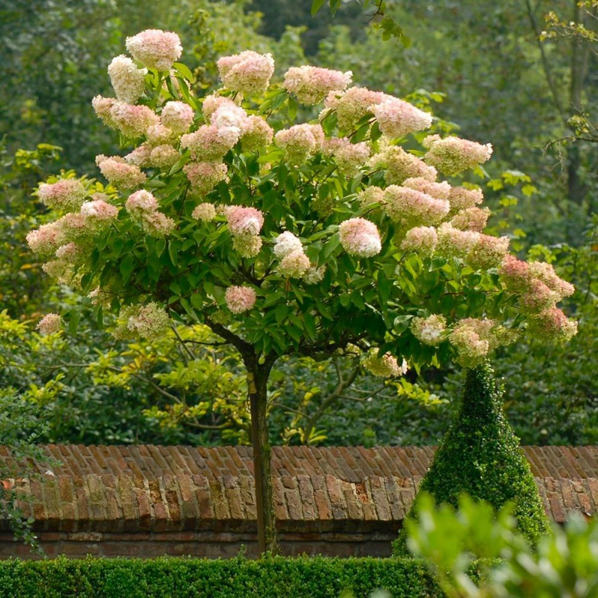 Hortensia Vanille Fraise - Hydrangea Pan.Vanille Fraise