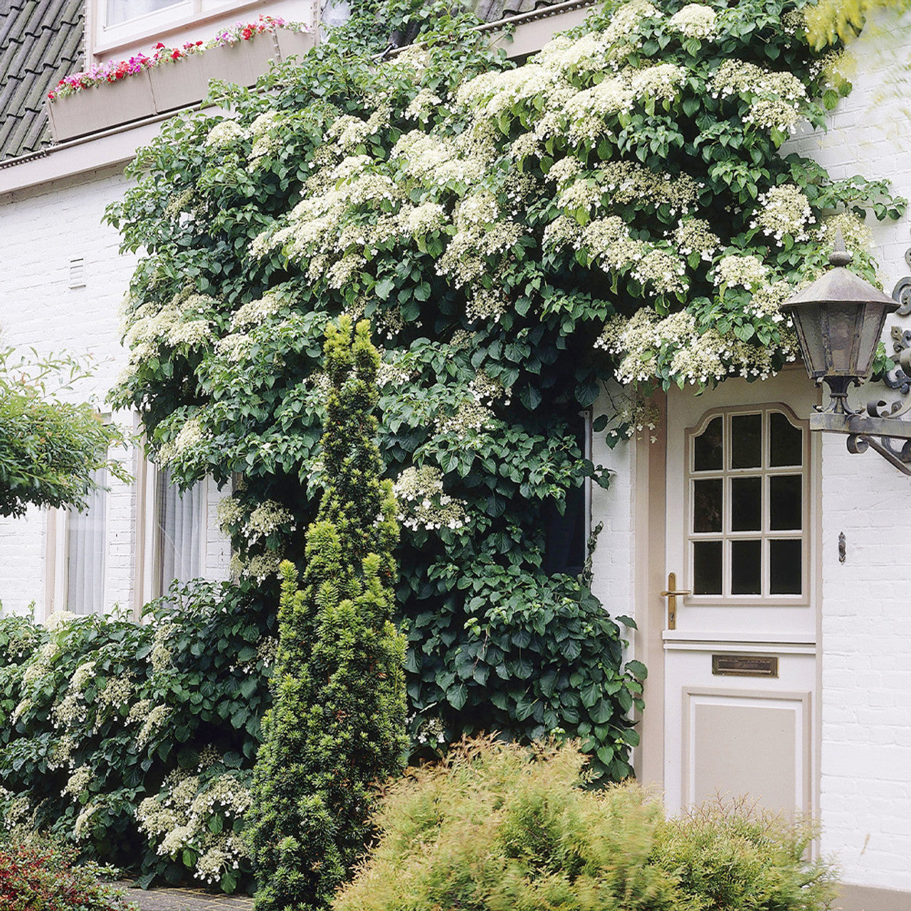 Hortensia Cățărătoare - Hydrangea Petiolaris