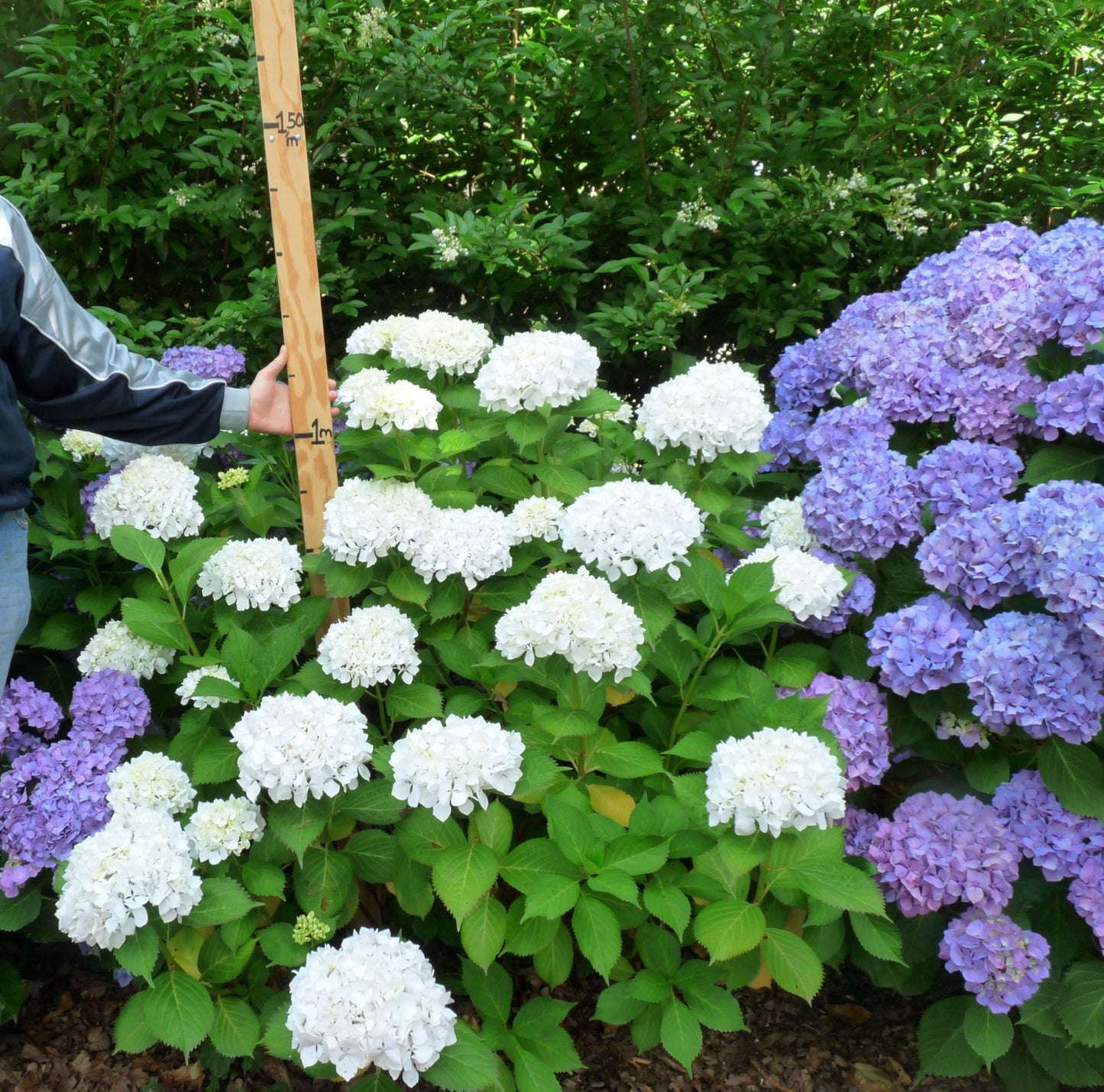 Hortensia Pax - Hydrangea `Pax`