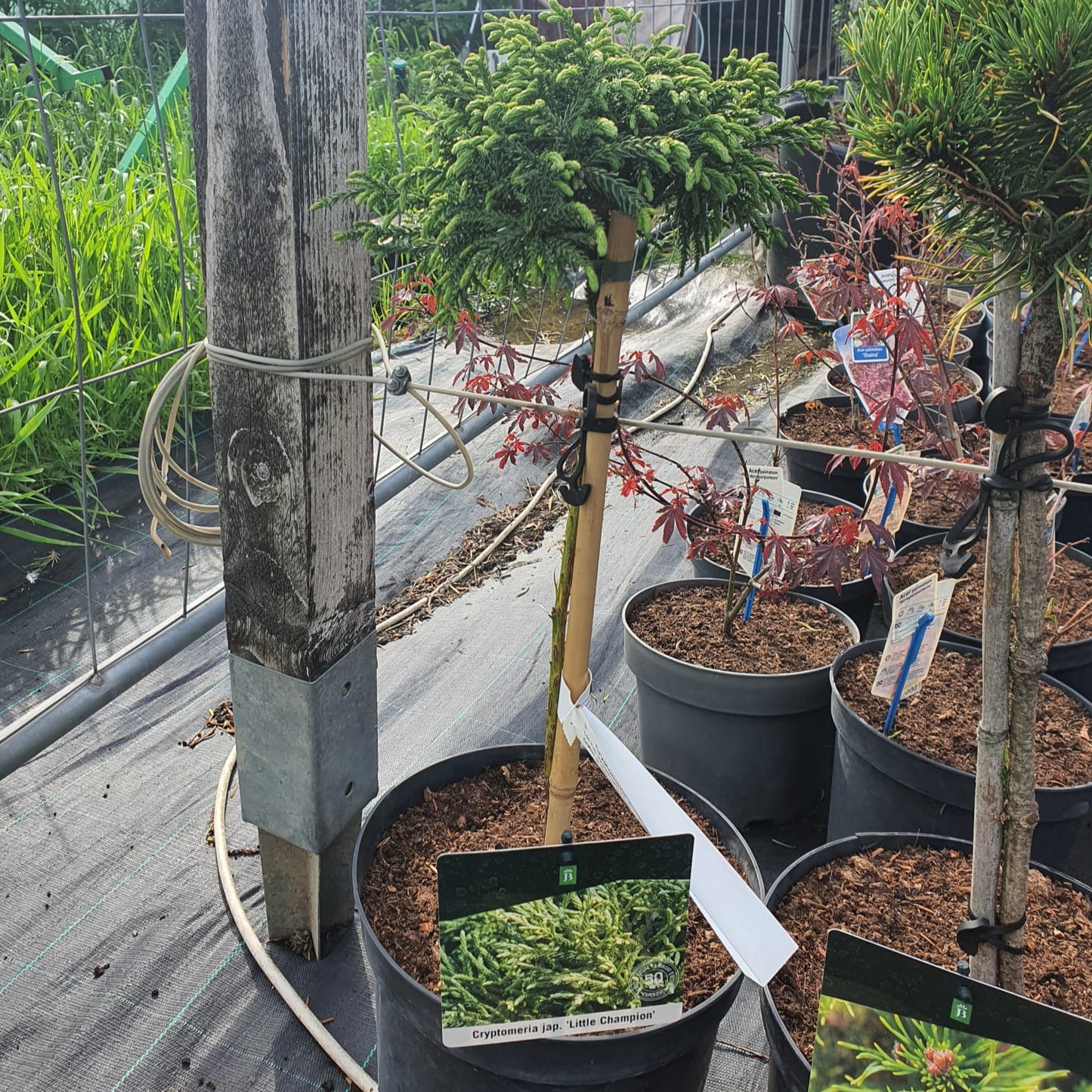Cryptomeria japonica 'Toad' altoit pe picior