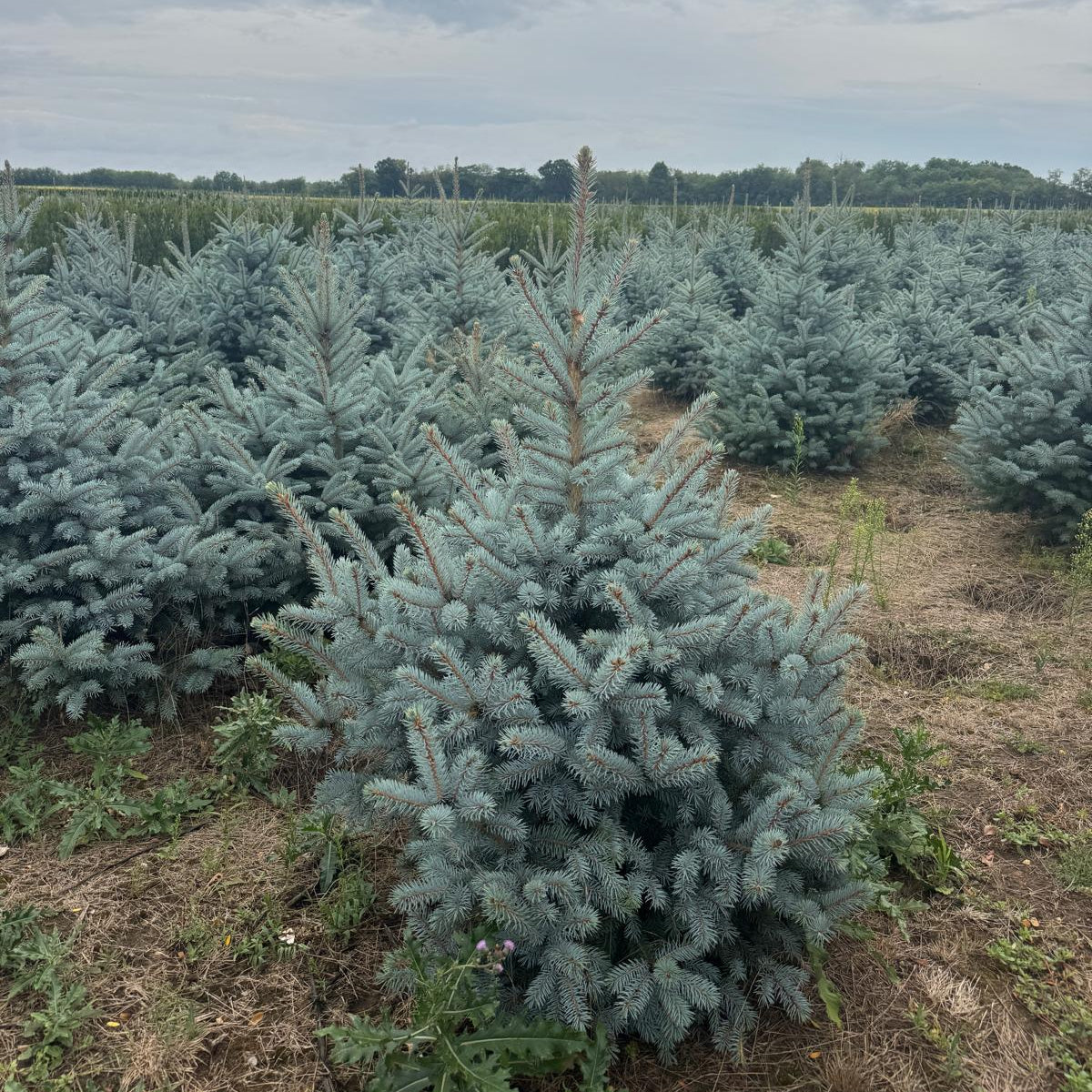 Argintiu Super Blue la balot - Picea Pungens Glauca Super Blue - livrare dupa 10 octombrie