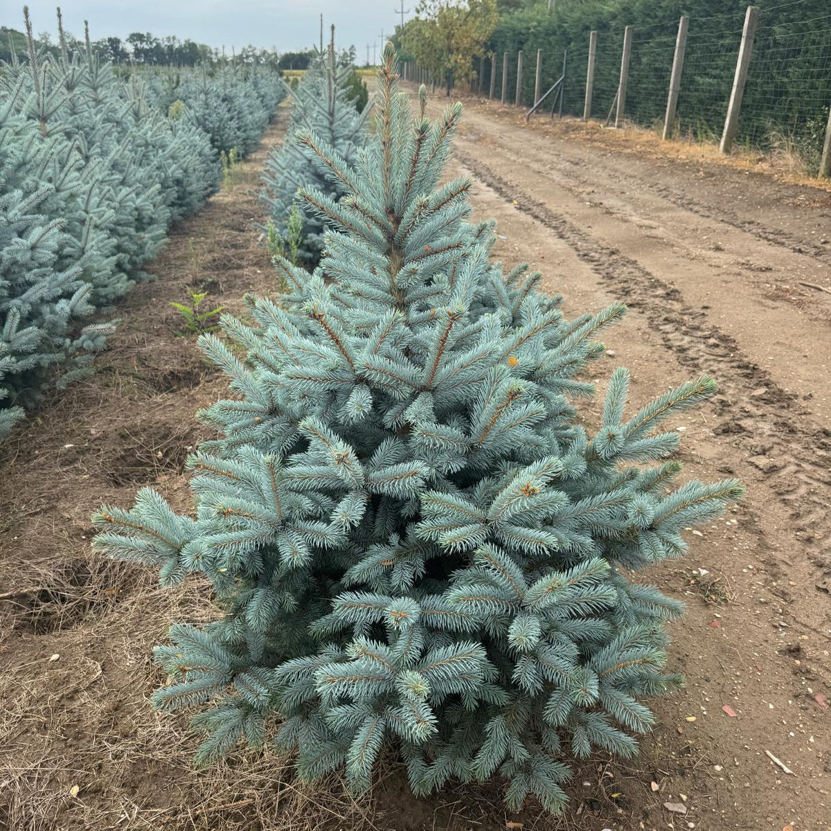 Argintiu Super Blue la balot - Picea Pungens Glauca Super Blue - livrare dupa 10 octombrie