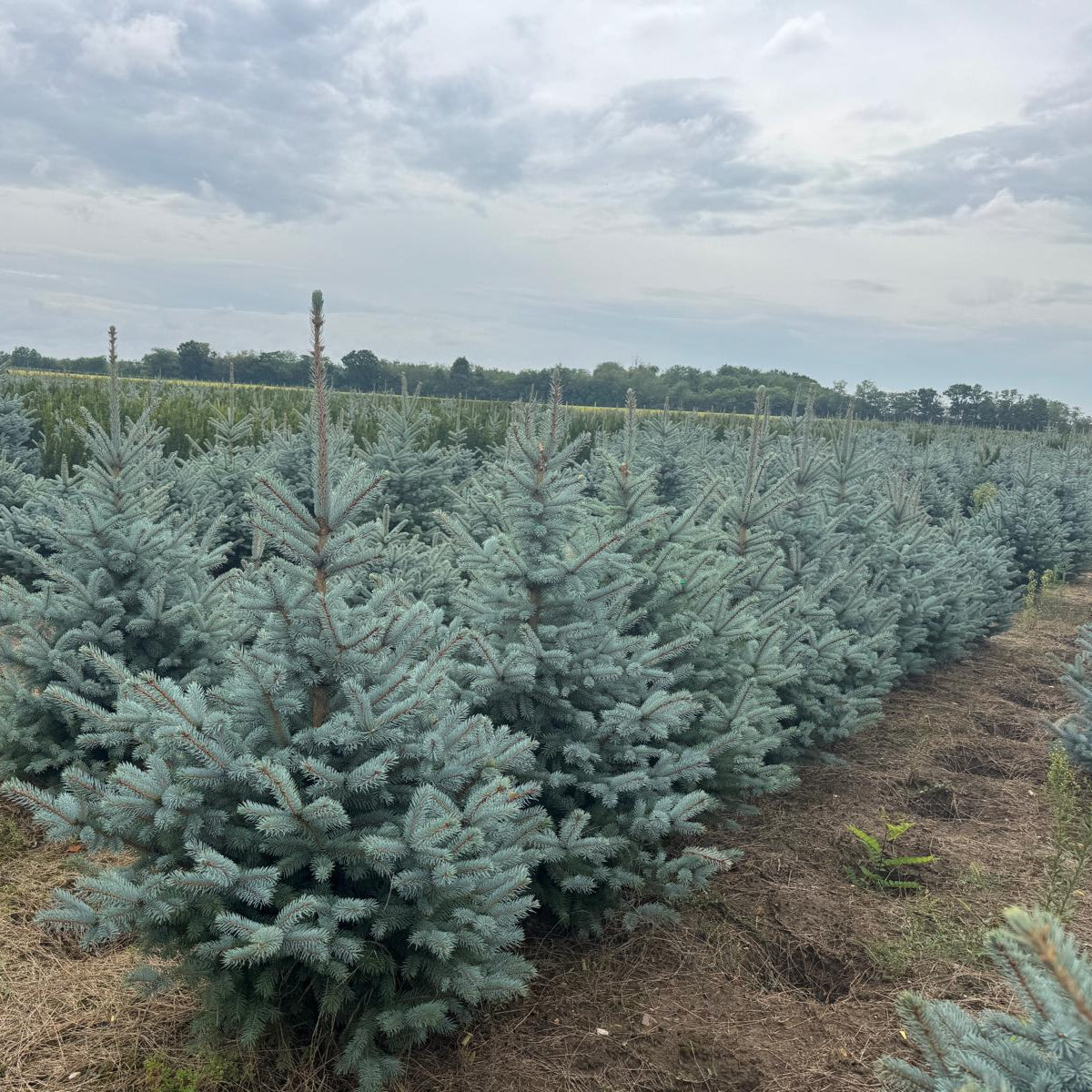 Argintiu Super Blue la balot - Picea Pungens Glauca Super Blue - livrare dupa 10 octombrie