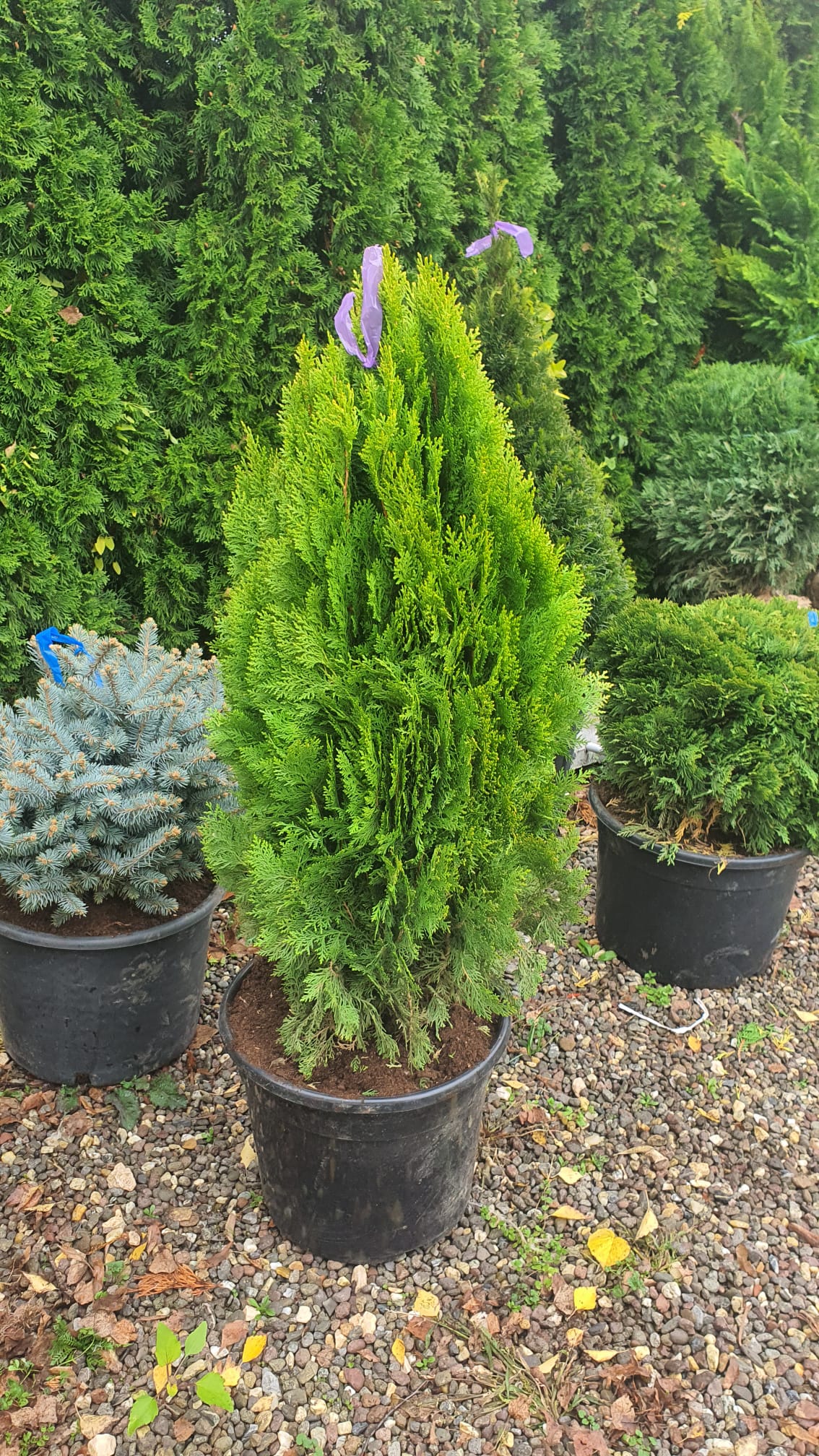 Tuia Orientală Aurea Nana - Thuja Orientalis Aurea Nana