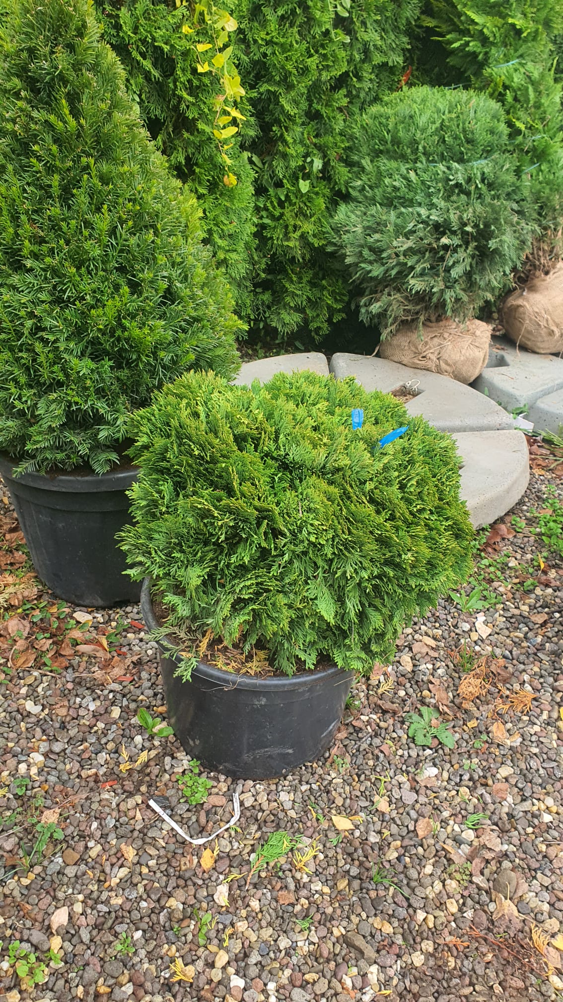 Tuia globulara pitica - Thuja Occidentalis Danica