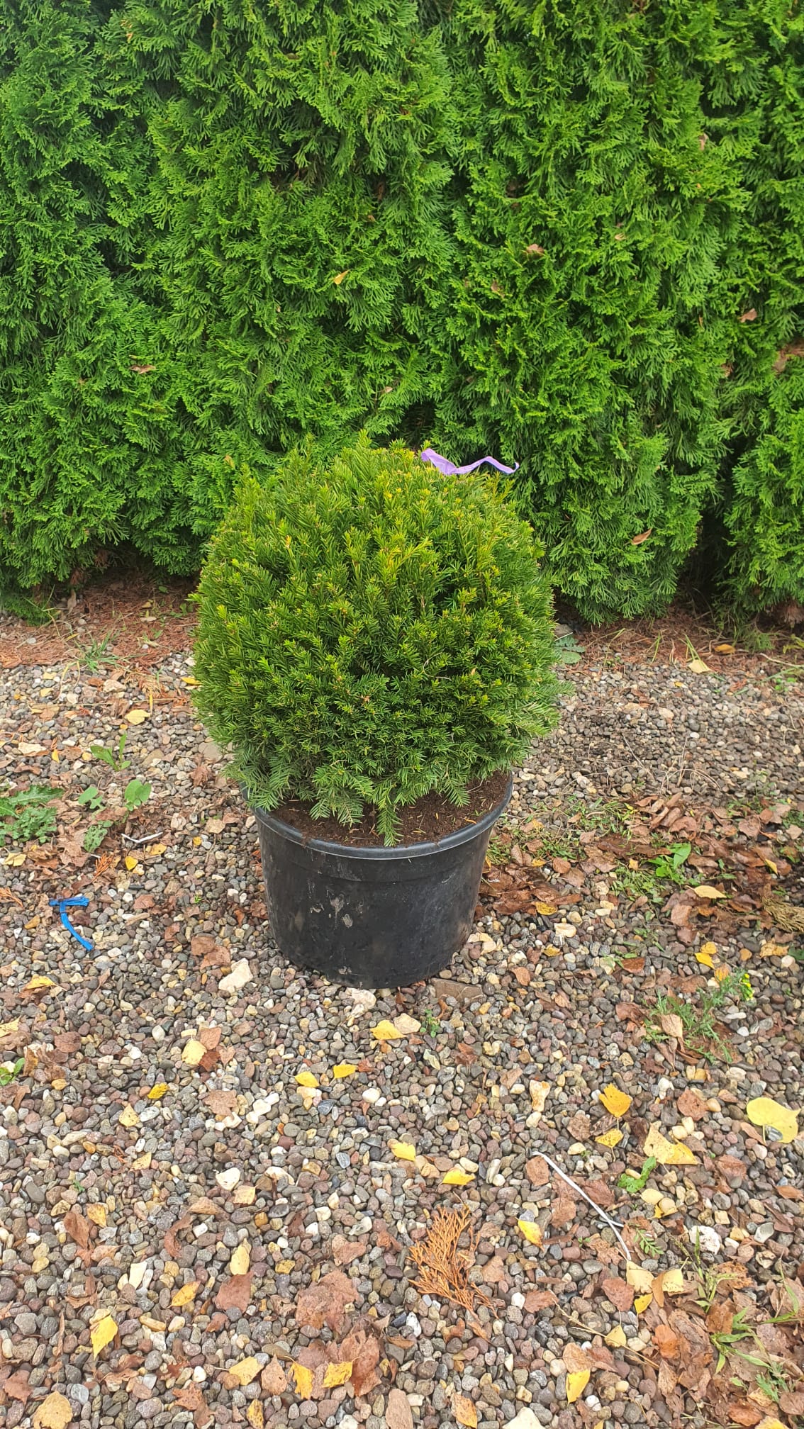 Tisă Globulară - Taxus Globe