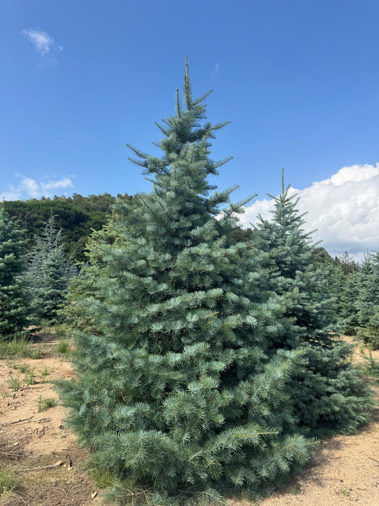Brad Alb - Abies Concolor Premium (Precomanda - Poze Reale)