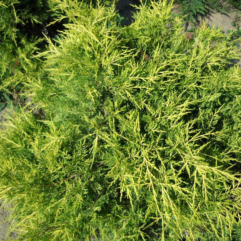Ienupar Verde Galben - Juniperus X Media Gold Coast