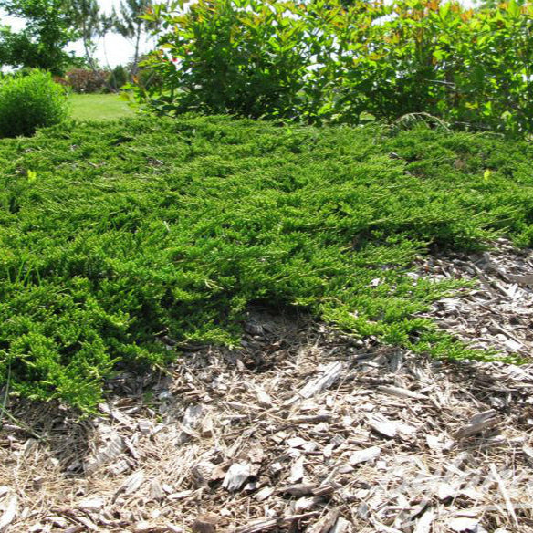 Ienupar verde - Juniperus Horizontalis Prince Of Wales