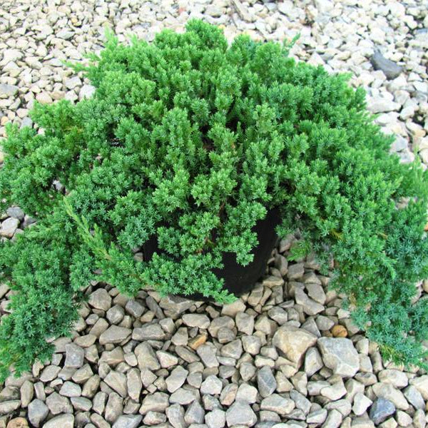 Ienupar pitic verde - Juniperus Procumbens Nana