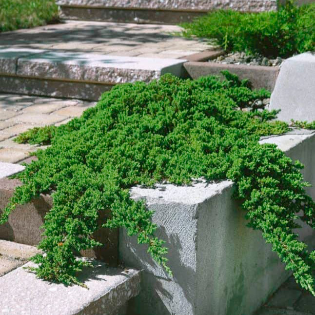 Ienupar pitic verde - Juniperus Procumbens Nana