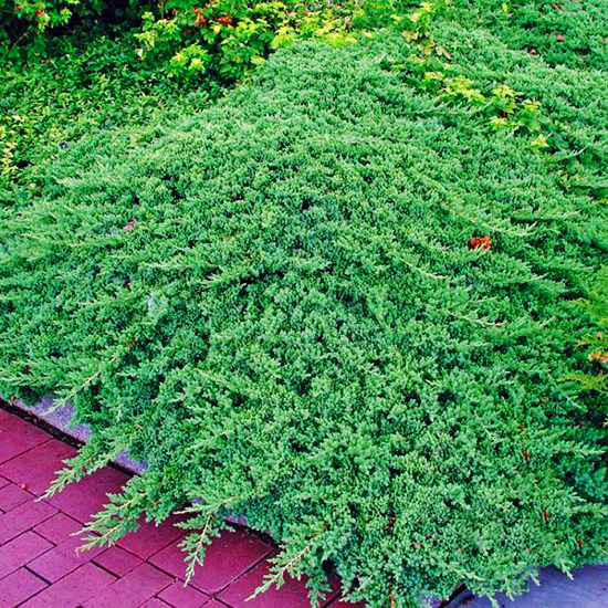 Ienupar pitic verde - Juniperus Procumbens Nana