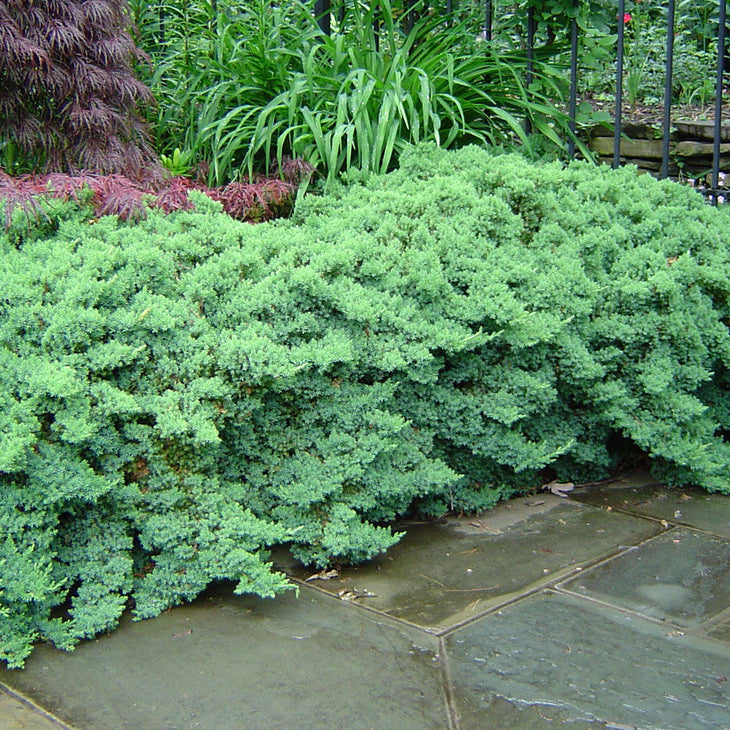 Ienupar pitic verde - Juniperus Procumbens Nana