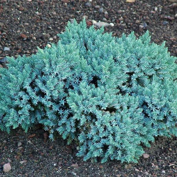 Ienupar Albastru compact - Juniperus Squamata Blue Star