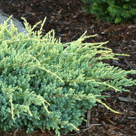 Ienupar argintiu himalaya - Juniperus Squamata Holger
