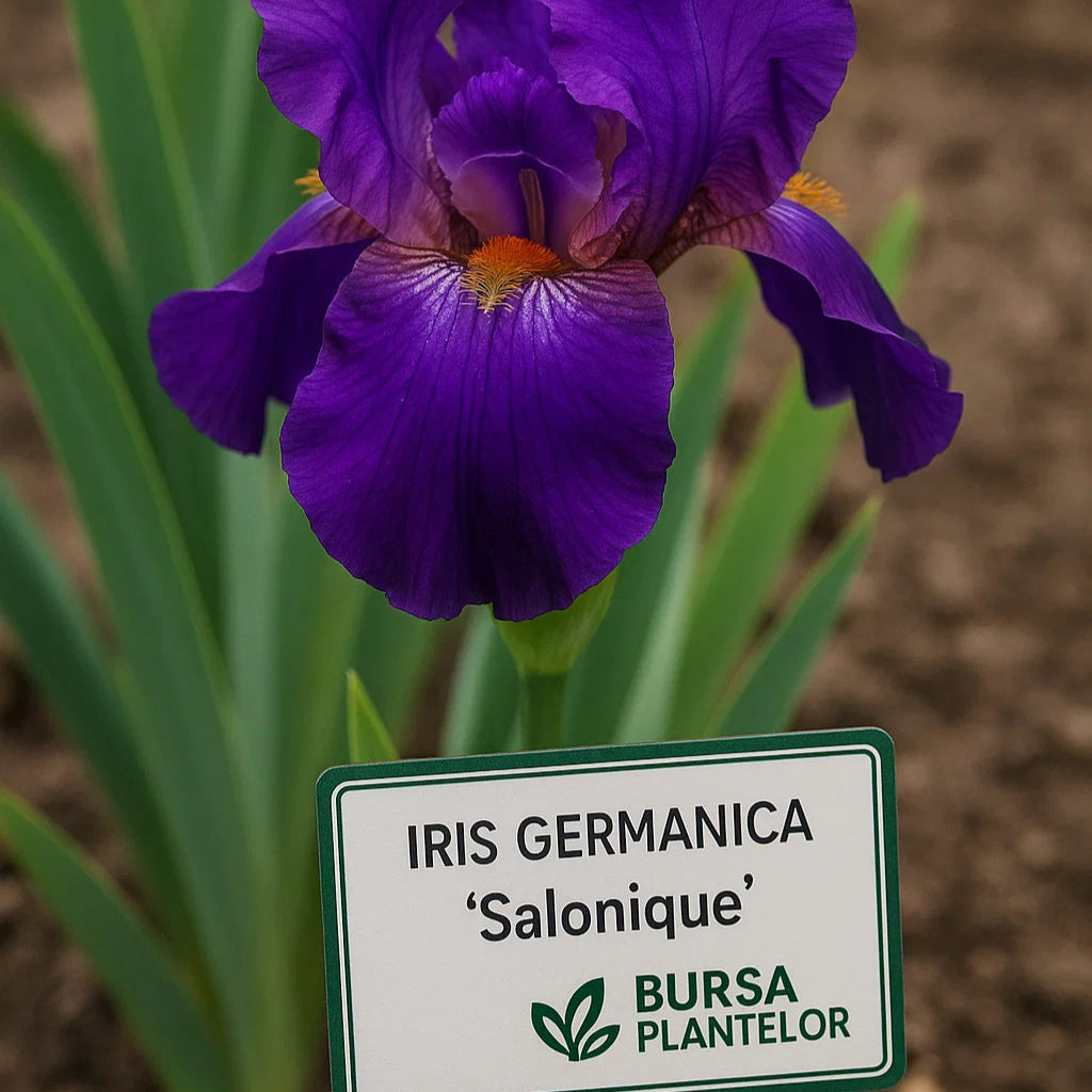 Iris germanica 'Salonique' – Stanjenei german 'Salonique'