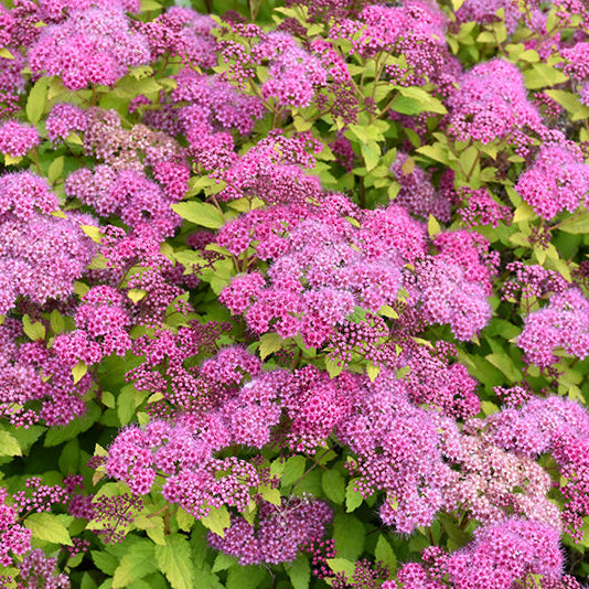 Spirea Magic Carpet - Spiraea Magic Carpet