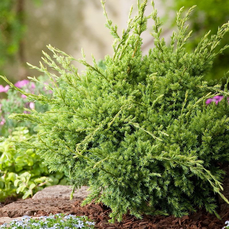 Ienupar argintiu himalaya - Juniperus Squamata Holger