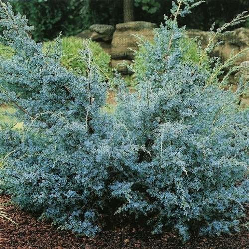 Ienupăr Blue Alps - Juniperus Chinensis Blue Alps