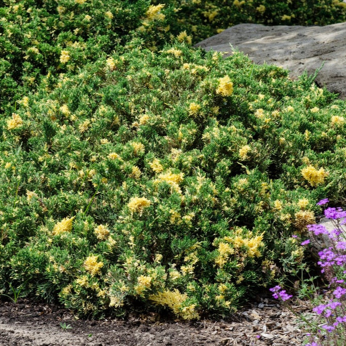 Ienupăr Expansa Variegata - Juniperus Davurica Expansa Variegata