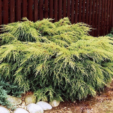 Ienupăr King Of Spring - Juniperus Pfitzeriana King Of Spring