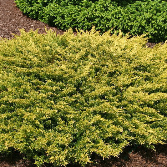 Ienupar galben lime - Juniperus Horizontalis Limeglow