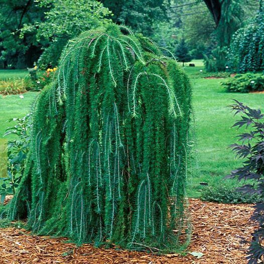 Zada Pendulară Pe Picior - Larix Decidua Pendula Pe Picior