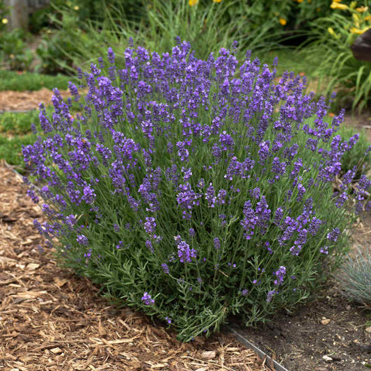 Lavandă Hidcote - Lavandula Ang. 'Hidcote
