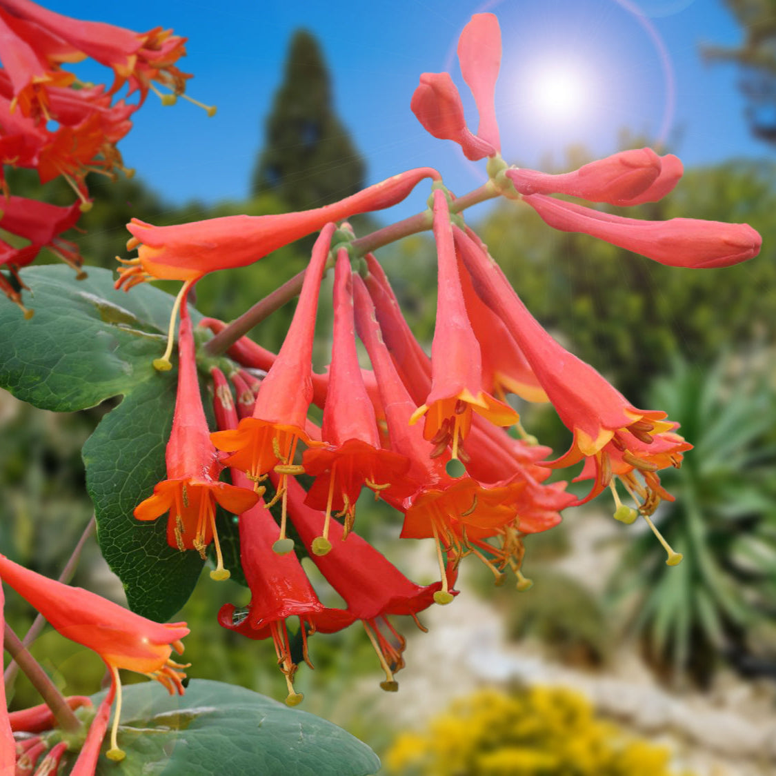 Caprifoi Portocaliu Dropmore Scarlet - Lonicera Dropmore Scarlet