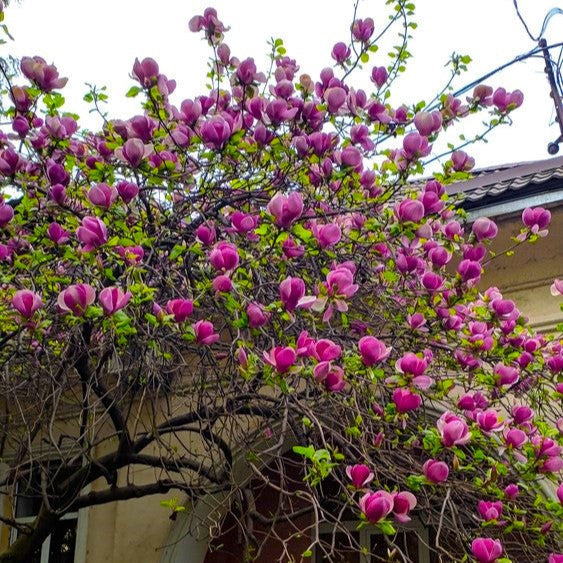 Magnolie Black Tulip - Magnolia Black Tulip