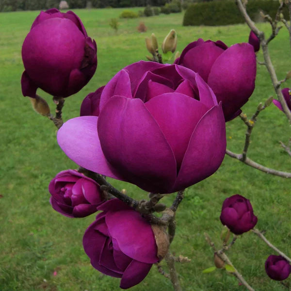 Magnolie Black Tulip - Magnolia Black Tulip