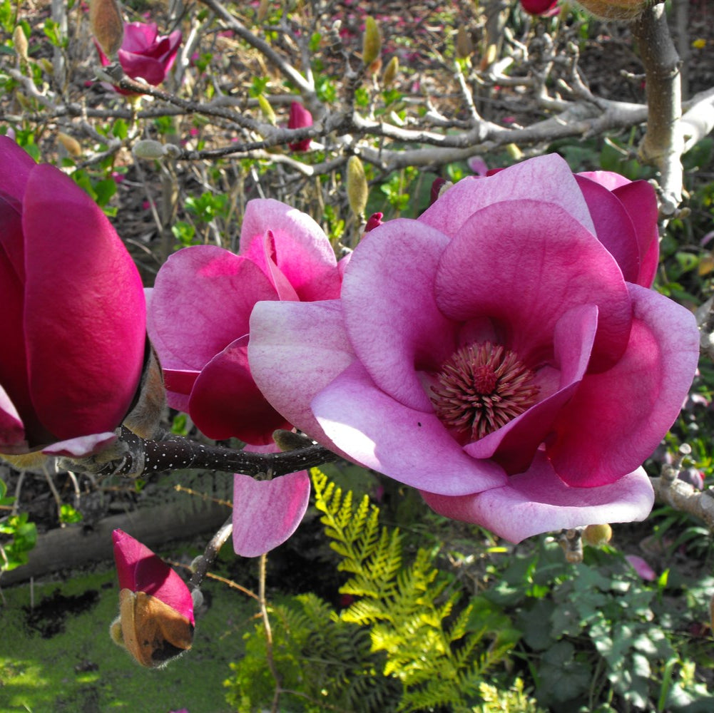 Magnolie Cameo - Magnolia Cameo