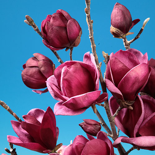 Magnolii – Eleganță și parfum în grădina ta