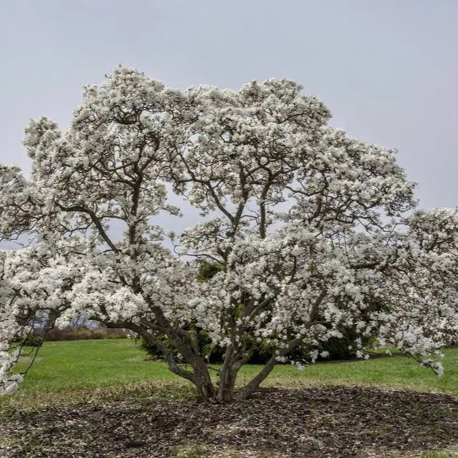 Magnolie Royal Star - Magnolia Stellata Royal Star