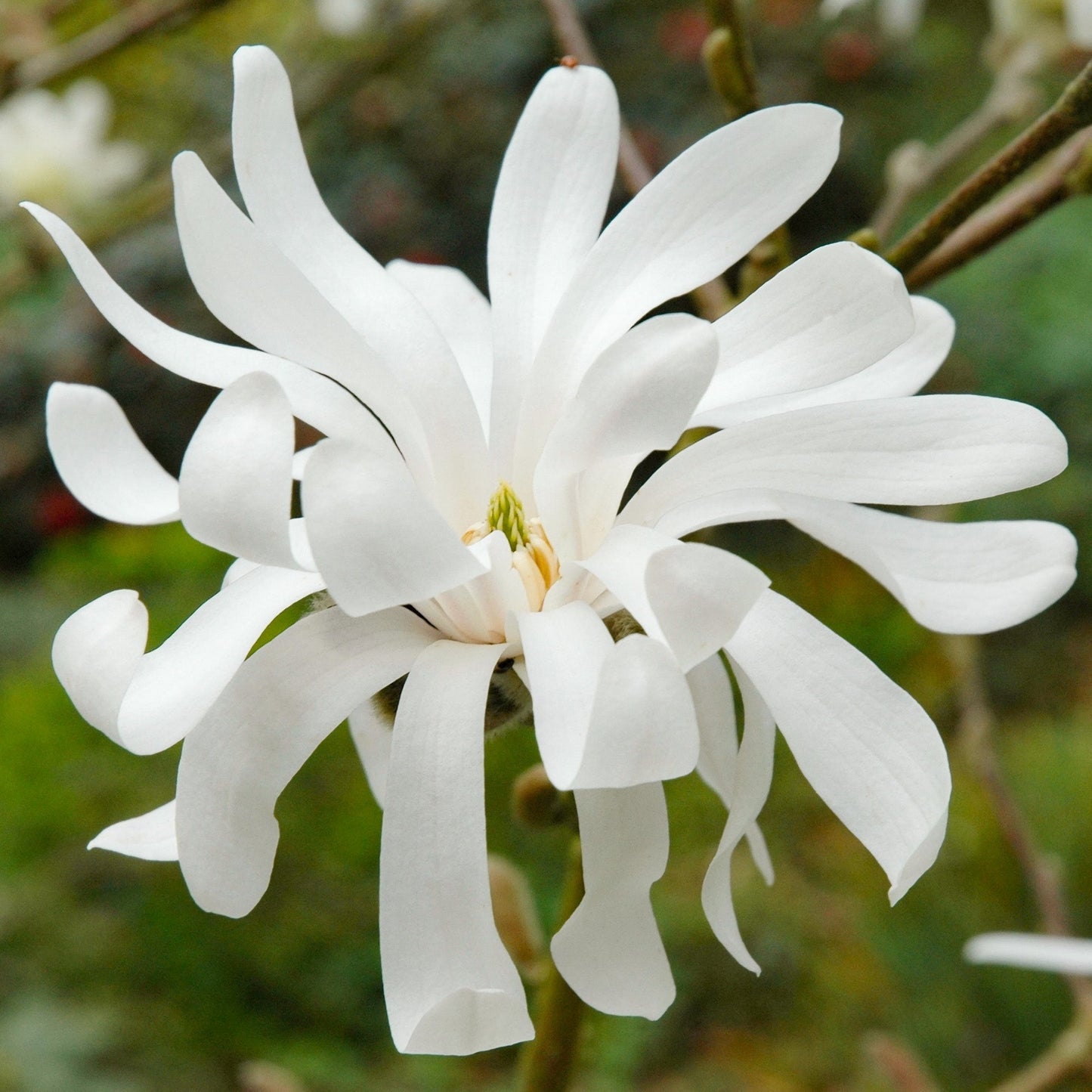 Magnolie Royal Star - Magnolia Stellata Royal Star