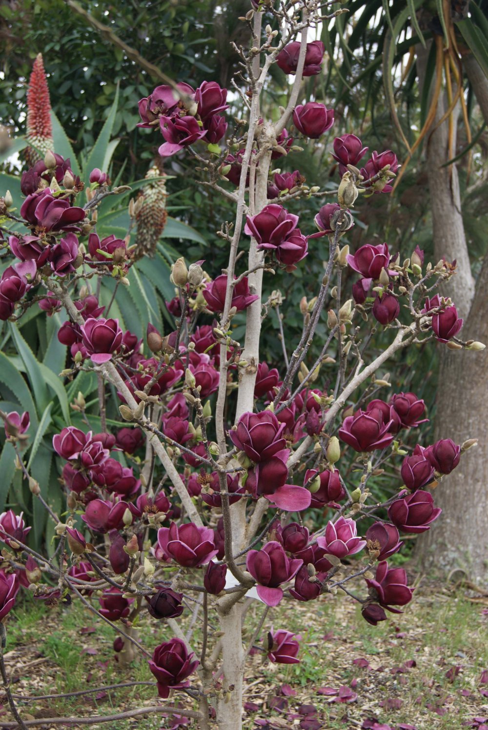 Magnolie Genie - Magnolia Genie