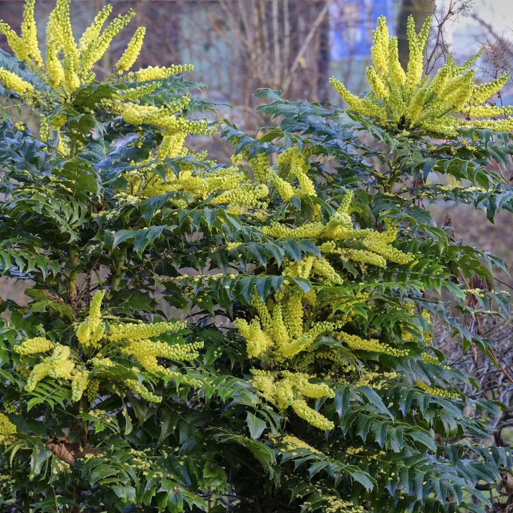 Mahonia Winter Sun - Mahonia Media 'Winter Sun'