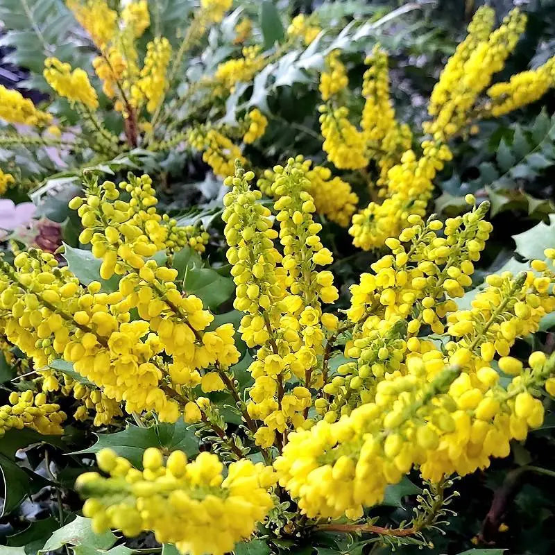 Mahonia Winter Sun - Mahonia Media 'Winter Sun'