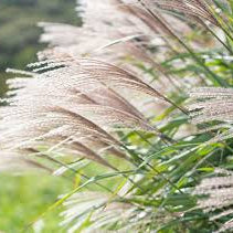 Iarbă Graziella - Miscanthus Sinensis 'Graziella'