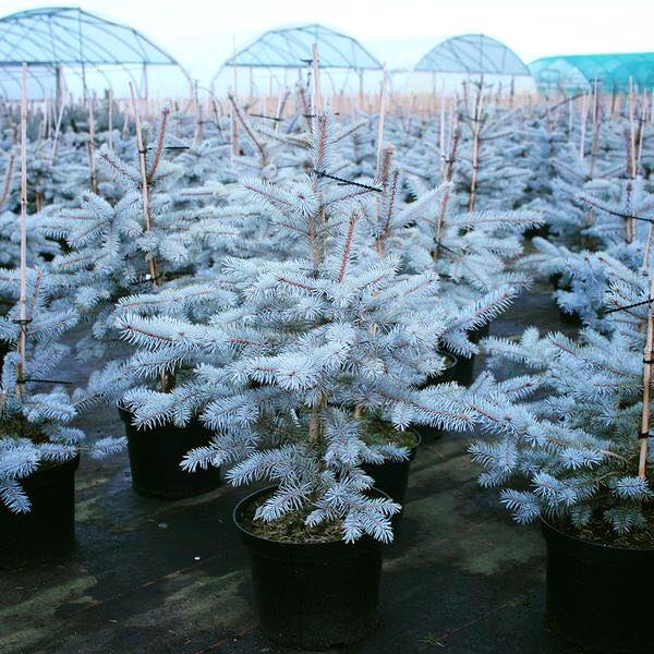 Molid Argintiu Edith - Picea Pungens Edith