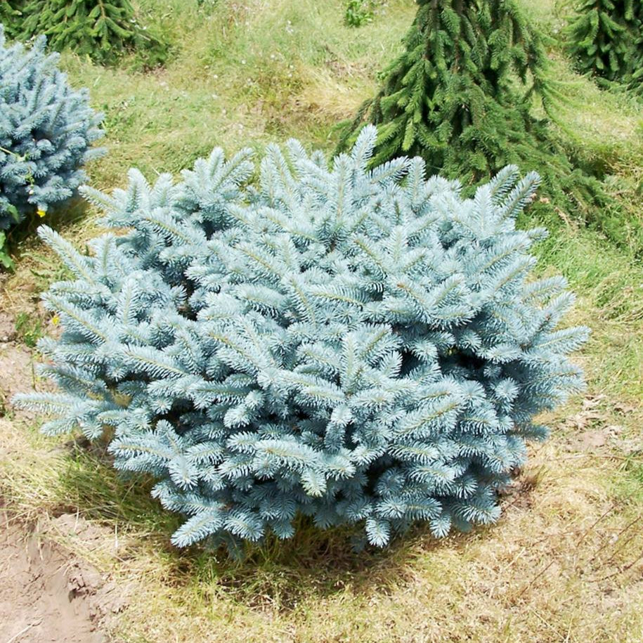 Molid Argintiu Globular - Picea Pungens Glauca Globosa