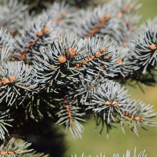 Molid Argintiu Globular - Picea Pungens Glauca Globosa