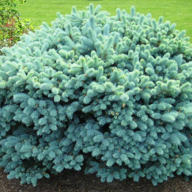 Molid Argintiu Globular - Picea Pungens Glauca Globosa