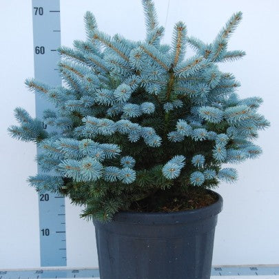 Molid Argintiu Globular - Picea Pungens Glauca Globosa