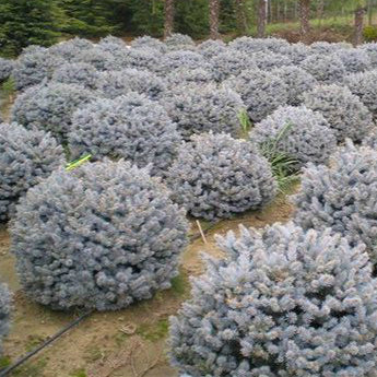 Molid Argintiu Globular - Picea Pungens Glauca Globosa