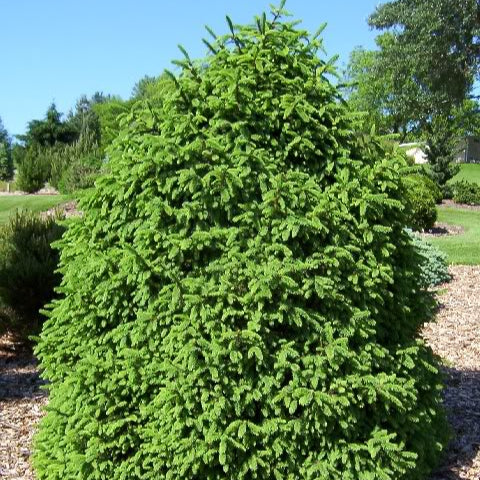 Molid Compacta - Picea Abies Compacta