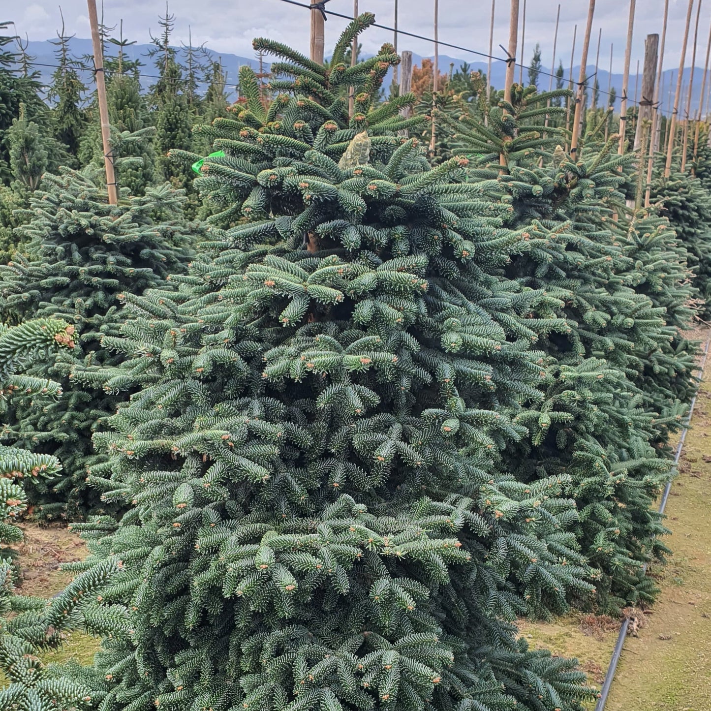Abies Numidica Premium (Precomanda - Poze Reale)